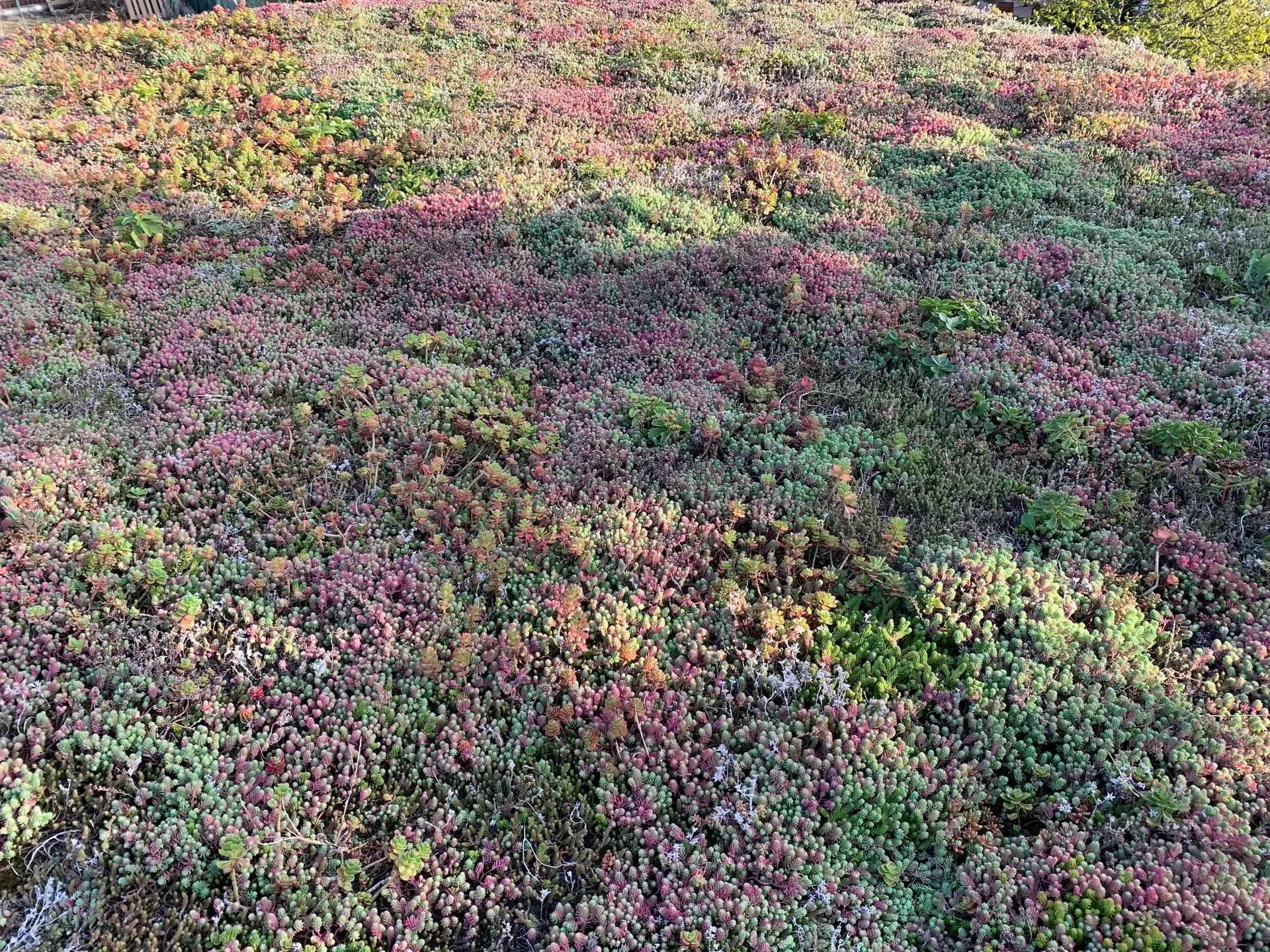 Realizácia extenzívnej zelenej strechy na záhradnom domčeku
