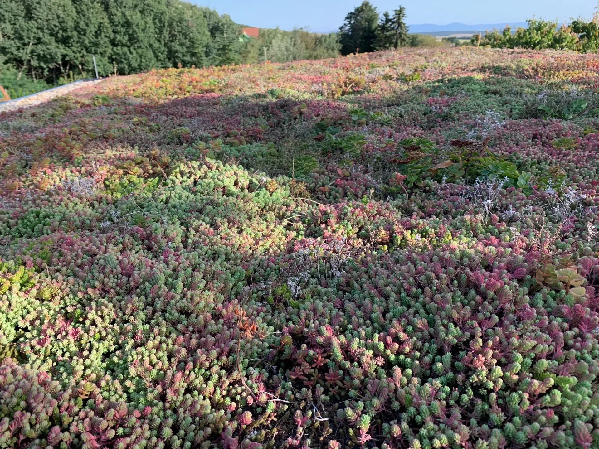 Realizácia extenzívnej zelenej strechy na záhradnom domčeku