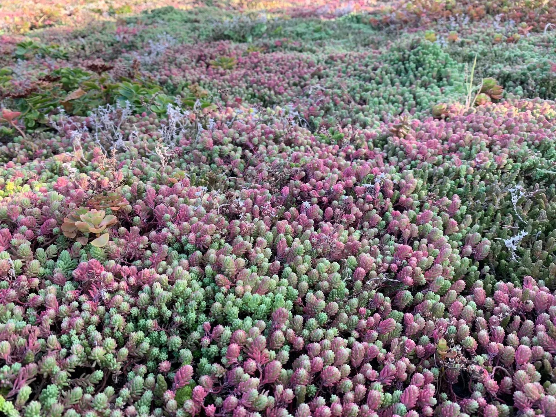 Realizácia extenzívnej zelenej strechy na záhradnom domčeku