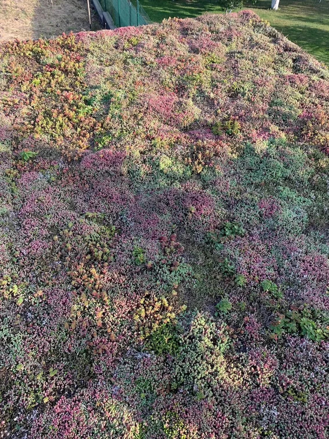 Realizácia extenzívnej zelenej strechy na záhradnom domčeku